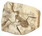 Отпечаток скелета древней лягушки