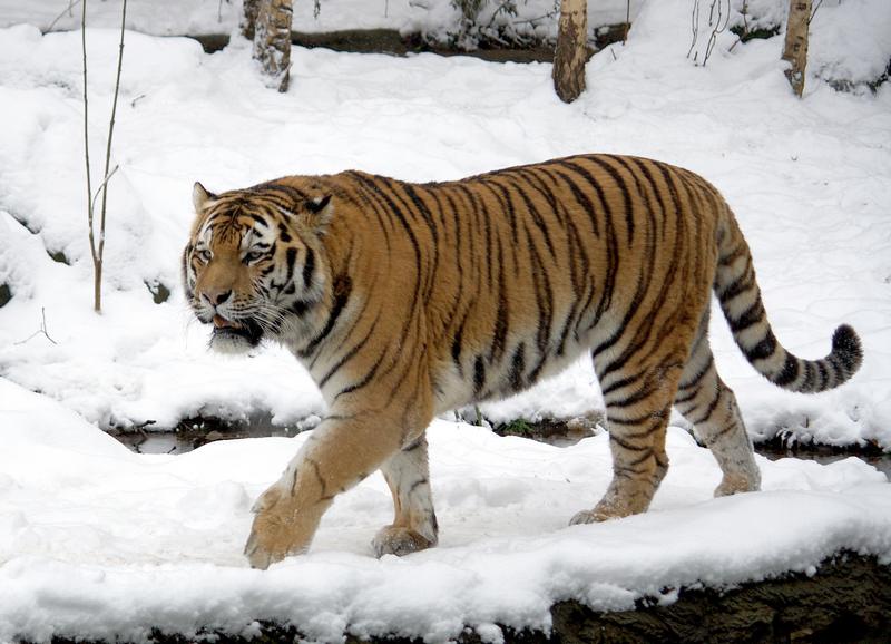 Амурский тигр – самый крупный из современных представителей семейства кошачьх