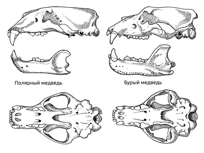 Скелет медведя рисунок