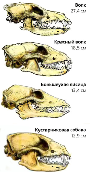 длина черепа различных представителей псовых