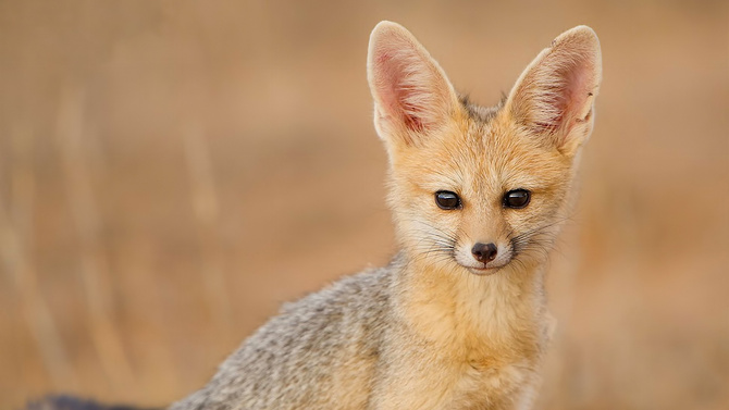 Южноафриканская лисица