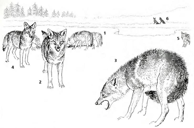 Стая койотов защищает тушу убитого животного