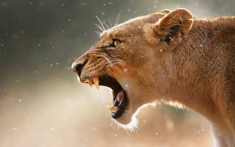 львы и львицы владеют еще по меньшей мере восемью типами вокализации