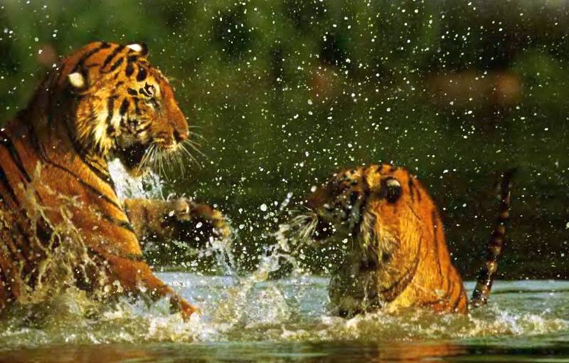 тигры в воде