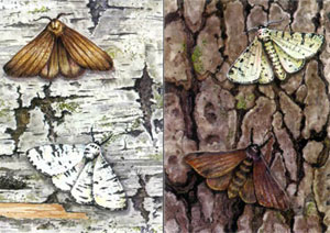 Эволюция бабочек