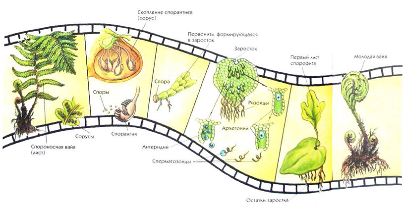 Места обитания папоротникообразных. Нарисовать размножение папоротников.
