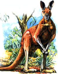 Рыжий кенгуру