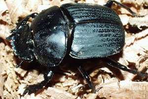 Жук-навозник (Onthophagus taurus) оказался самым сильным насекомым на Земле