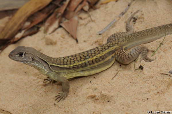 Ящерица Leiolepis ngovantrii