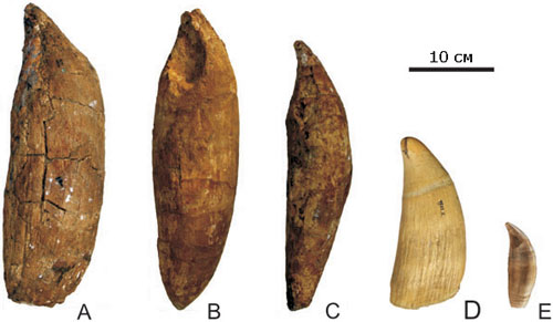 Зубы Leviathan melvillei