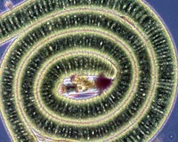 В Тихом океане обнаружили микробов, дышащих азотом