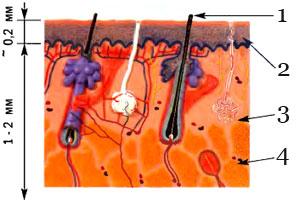 Строение кожи