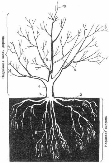Основные органы плодового дерева