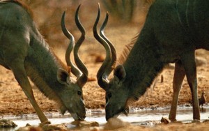 антилопы на водопое