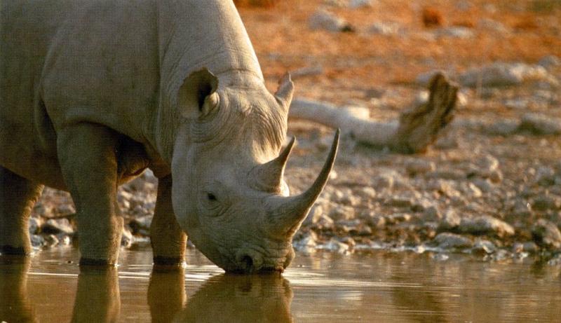 носорог на водопое