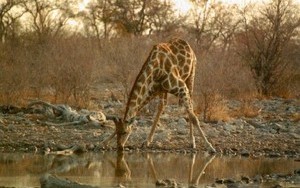 жираф на водопое