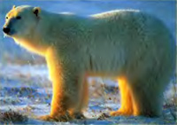 Загрязнение окружающей среды и глобальное потепление опасны для белого медведя