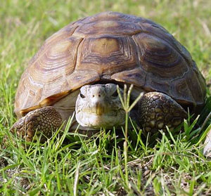 Содержание и уход за сухопутной черепахой