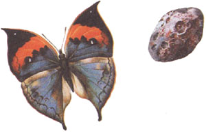 Бабочка — живая материя, камень — неживая