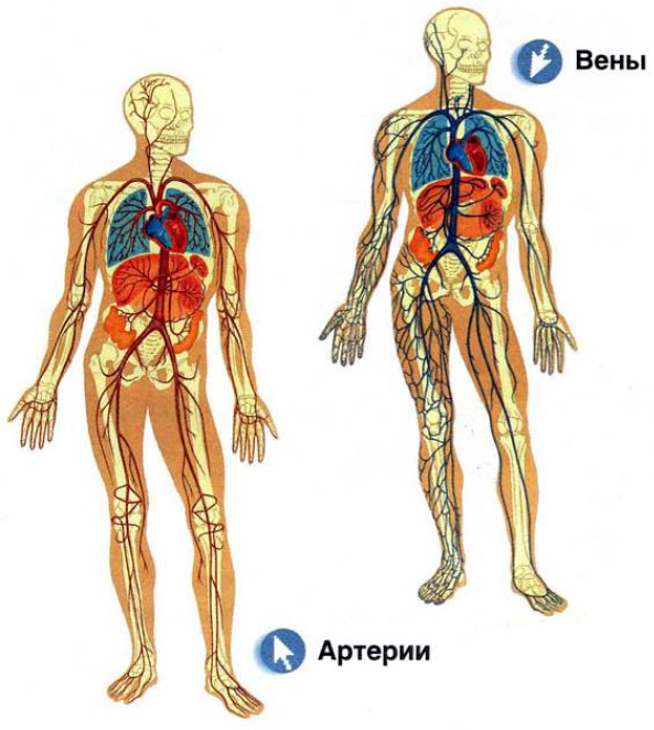 кровеносные сосуды: вены и артерии