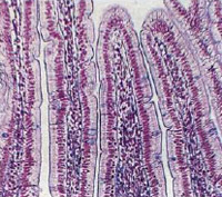 Так выглядят ворсинки слизистой оболочки кишечника под микроскопом
