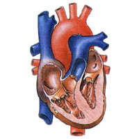 Очень важный орган – сердце
