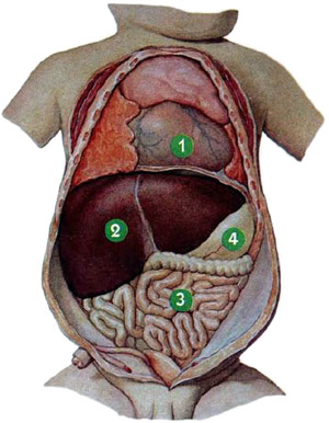 Расположение внутренних органов новорожденного
