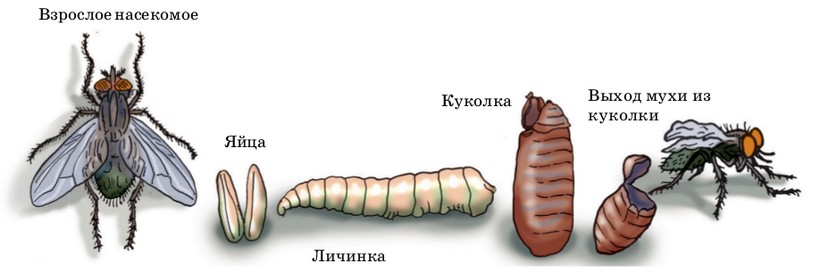 этапы взросления (развития) мухи: яйцо, личинка, куколка, муха
