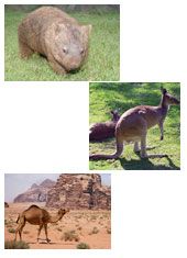 Вомбат, кенгуру и верблюд